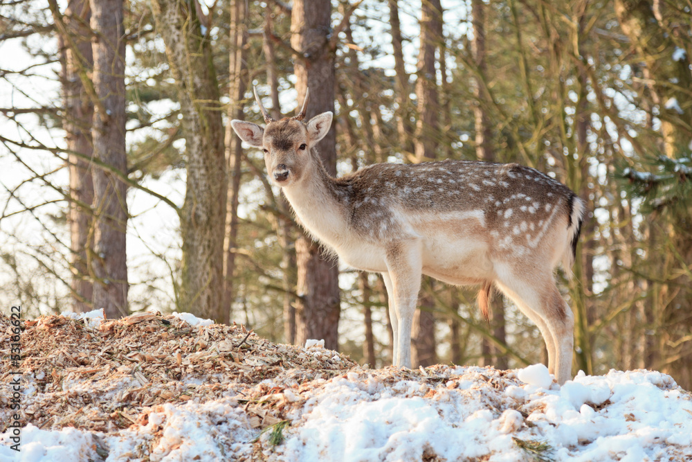 Young deer in snow winter forest. Young deer in snow winter forest.