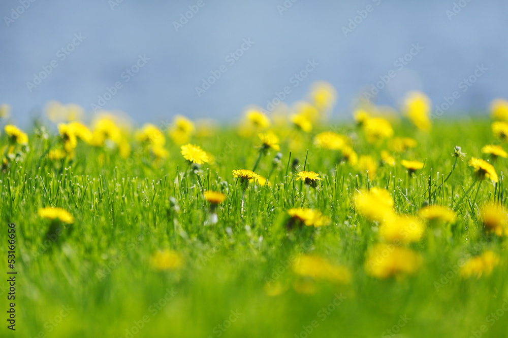 Yellow dandelions Yellow dandelions