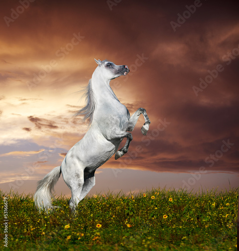 Photography rey arabian horse rearing