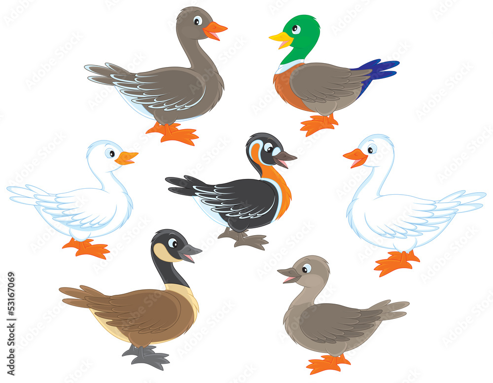 Ducks and geese Ducks and geese