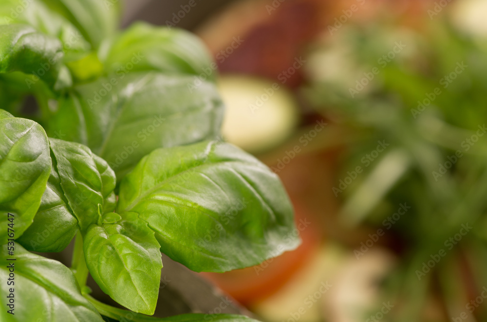 Obraz premium Fresh Basil