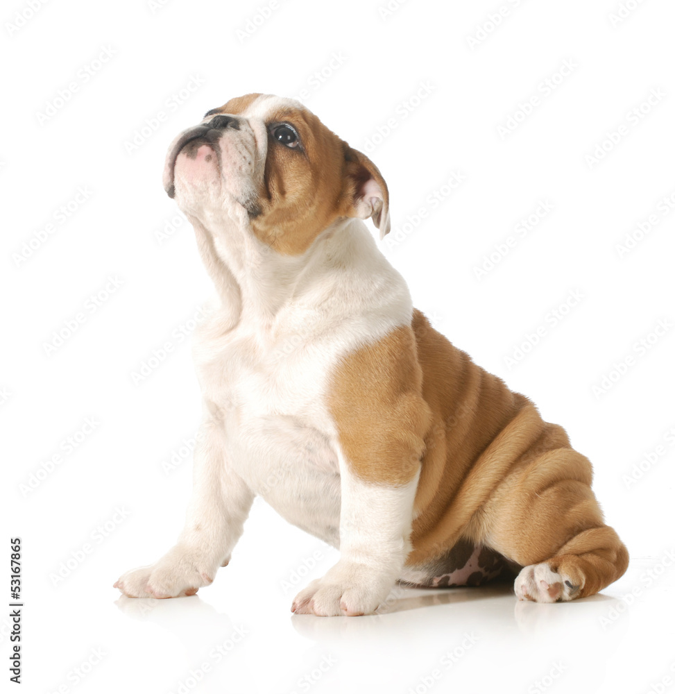 Obraz premium cute puppy