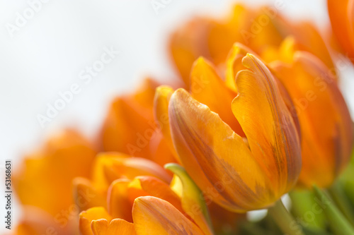 Gelbe Tulpen vor weissem Hintergrund 3