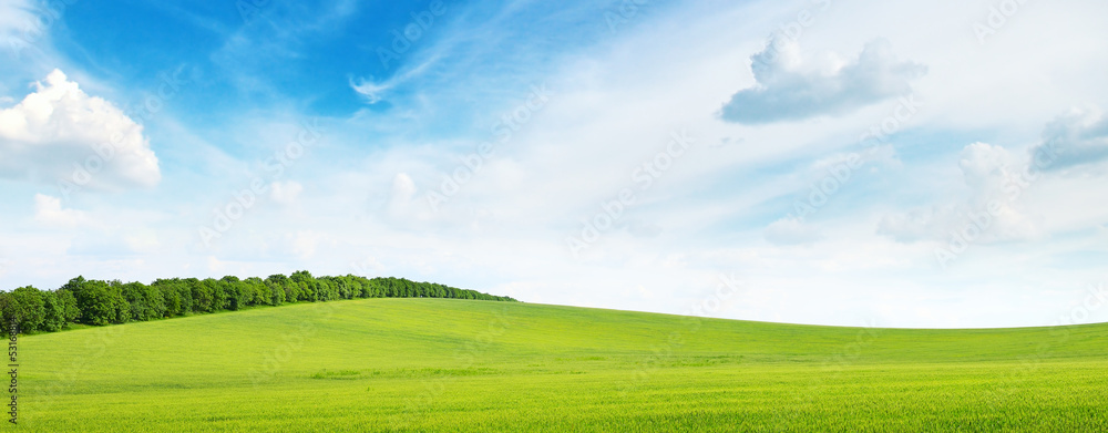 green meadow and blue sky