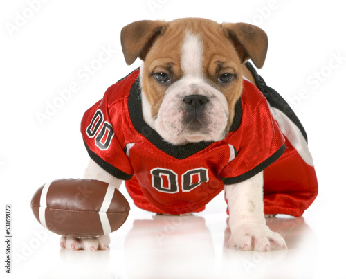 football dog