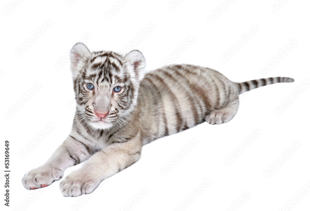 Naklejka premium baby white tiger