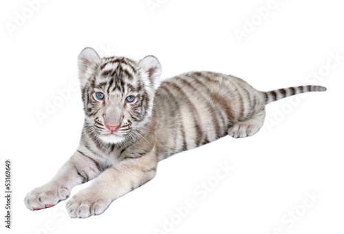 baby white tiger