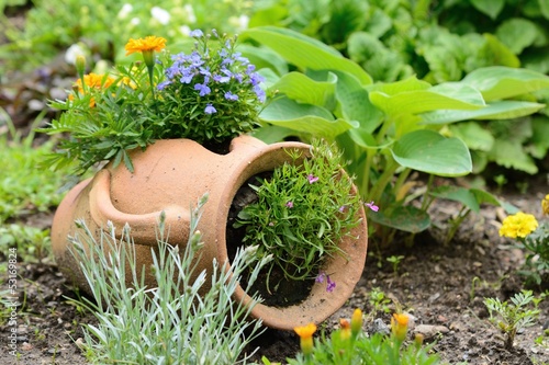 Fototapeta Naklejka Na Ścianę i Meble -  Ceramic jug at the garden bed with orange and purple flowers.