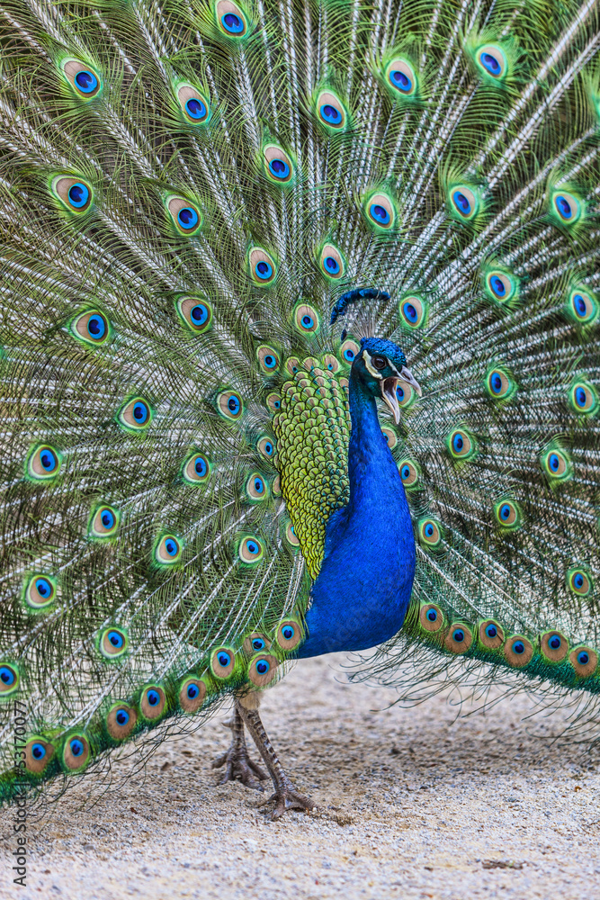 Obraz premium Screaming Peacock