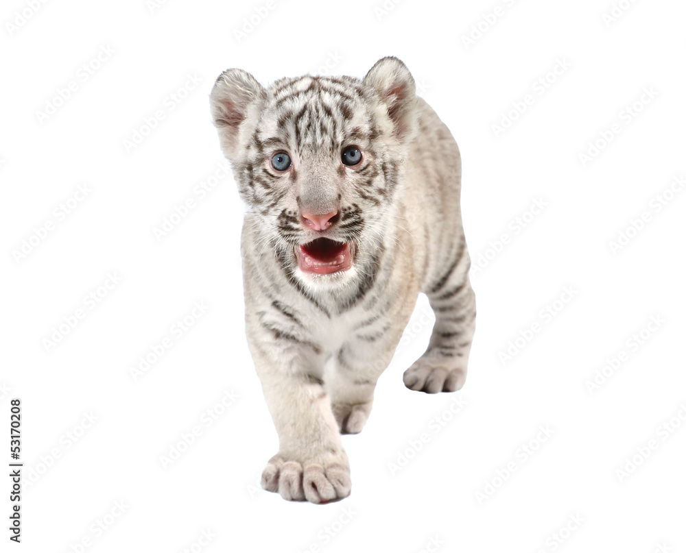 Fototapeta premium baby white tiger