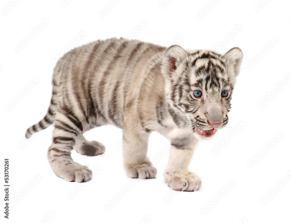 Fototapeta premium mały biały tygrys