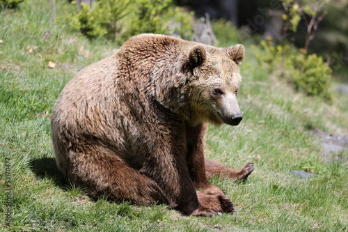 junger Braunbär