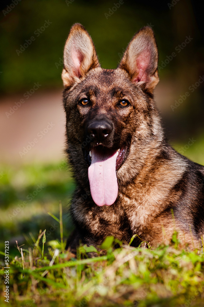 german shepherd dog portrait german shepherd dog portrait