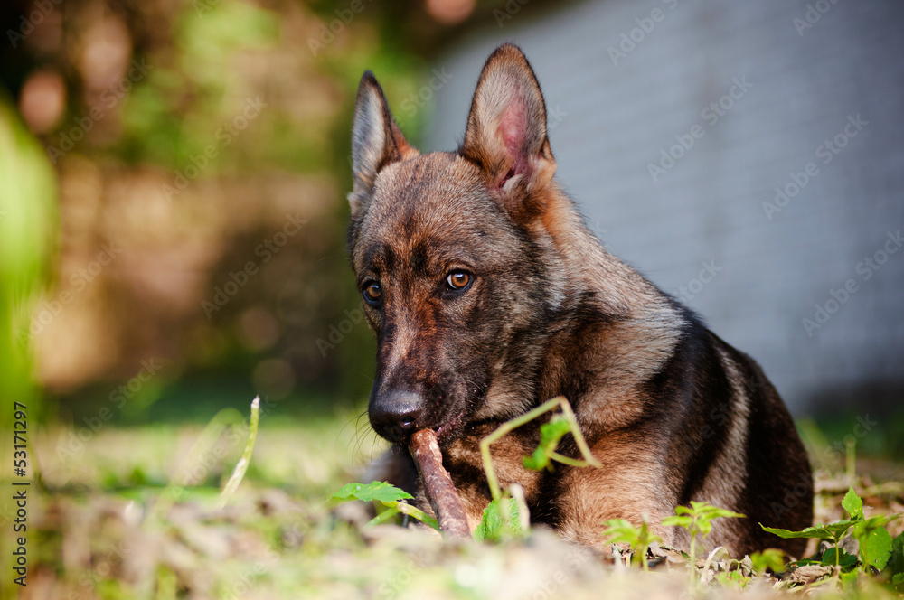 german shepherd dog playing with a stick