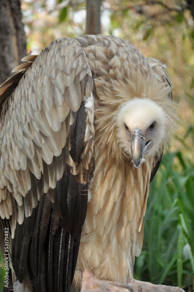 Fototapeta premium Himalayan Griffon