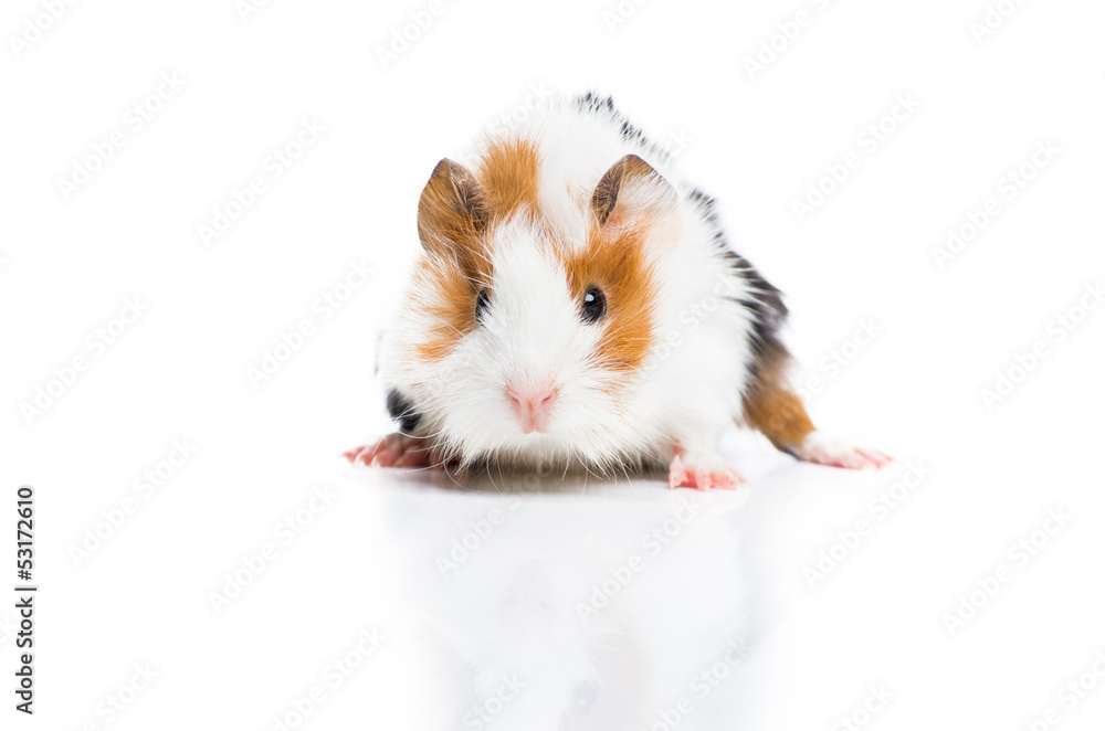 guinea pig on white background guinea pig on white background