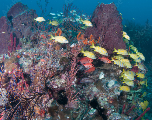 Fototapeta Naklejka Na Ścianę i Meble -  Fish on a reef in Florida