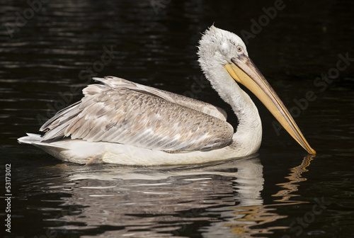 Beautiful Pelican swimming in the water