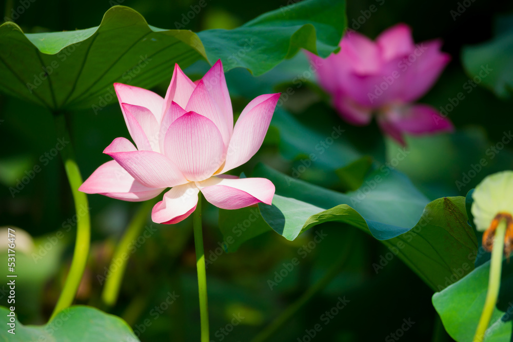 beautiful lotus