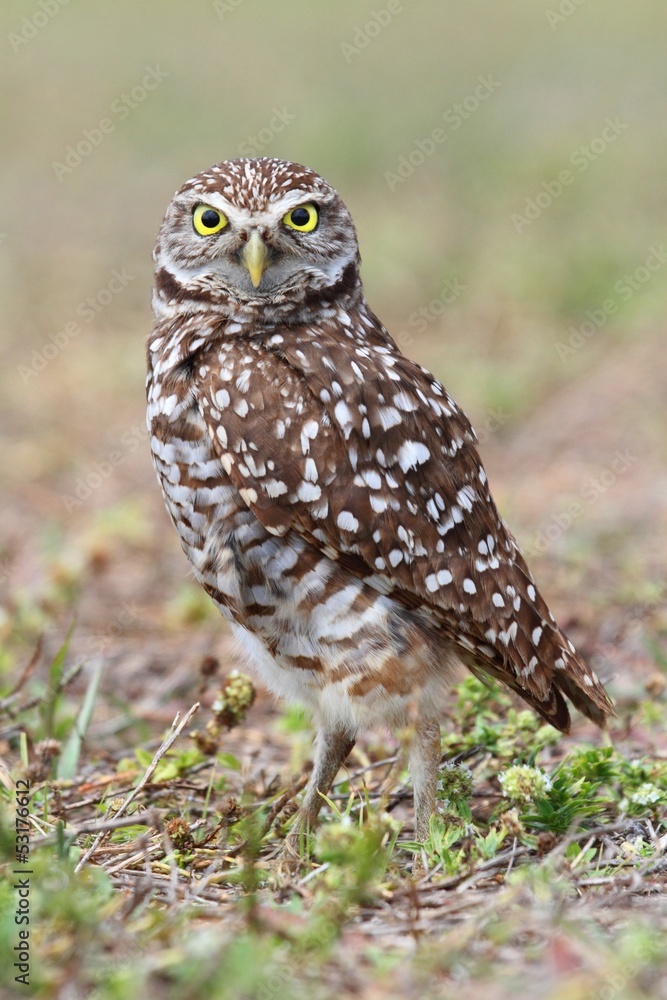 Burrowing Owl (athene cunicularia) Burrowing Owl (athene cunicularia)