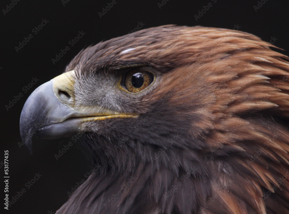 Obraz premium Golden Eagle Side View (Aquila chrysaetos)