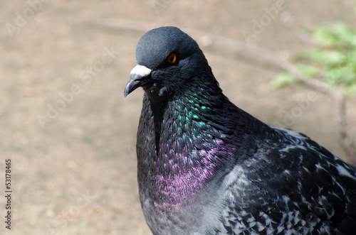 Pigeon dove-coloured