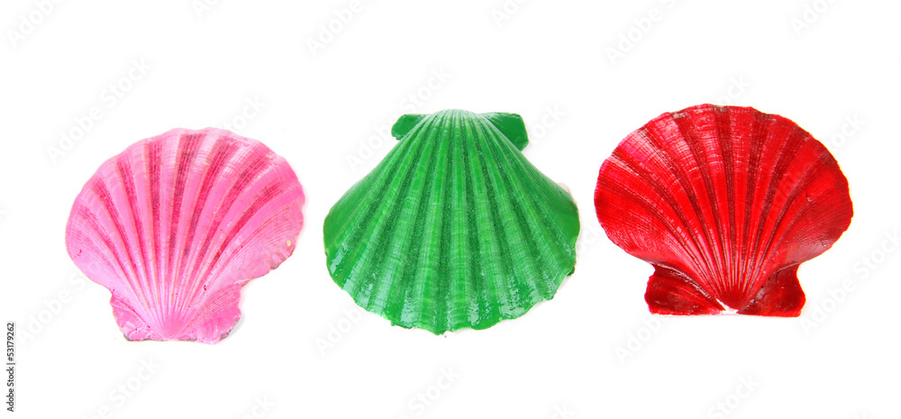 Colorful seashells, isolated on white Colorful seashells, isolated on white