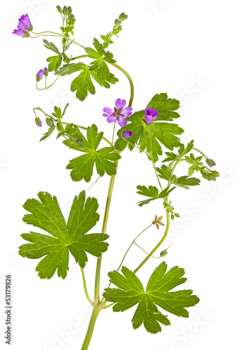 Isolated Malva sylvestris plant