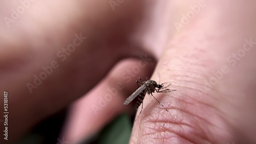 The mosquito killing