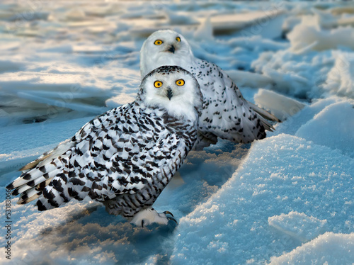 Snowy Owl  at ice area photo