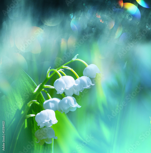 Fototapeta Naklejka Na Ścianę i Meble -  Lily of the valley