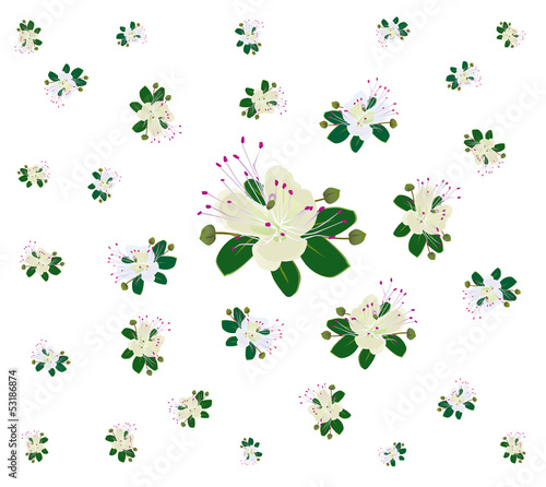 fiori di capperi volanti