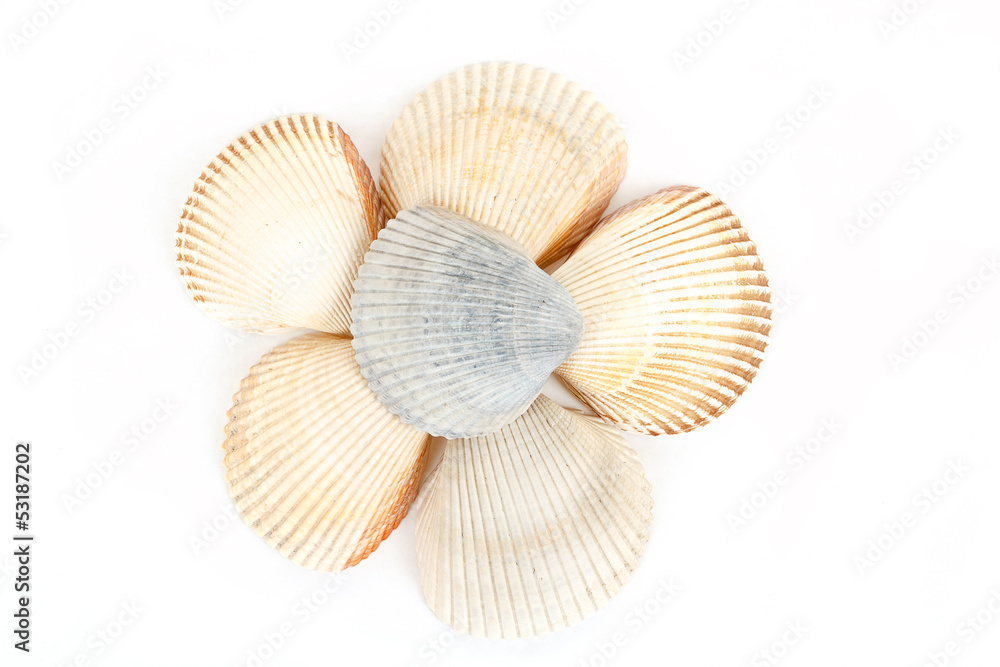 Beautiful sea shells close up white Beautiful sea shells close up white