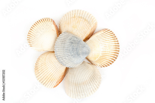 Beautiful sea shells close up white