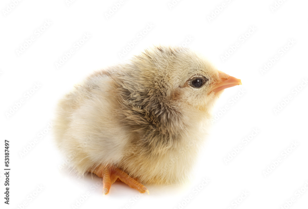 Obraz premium young chick