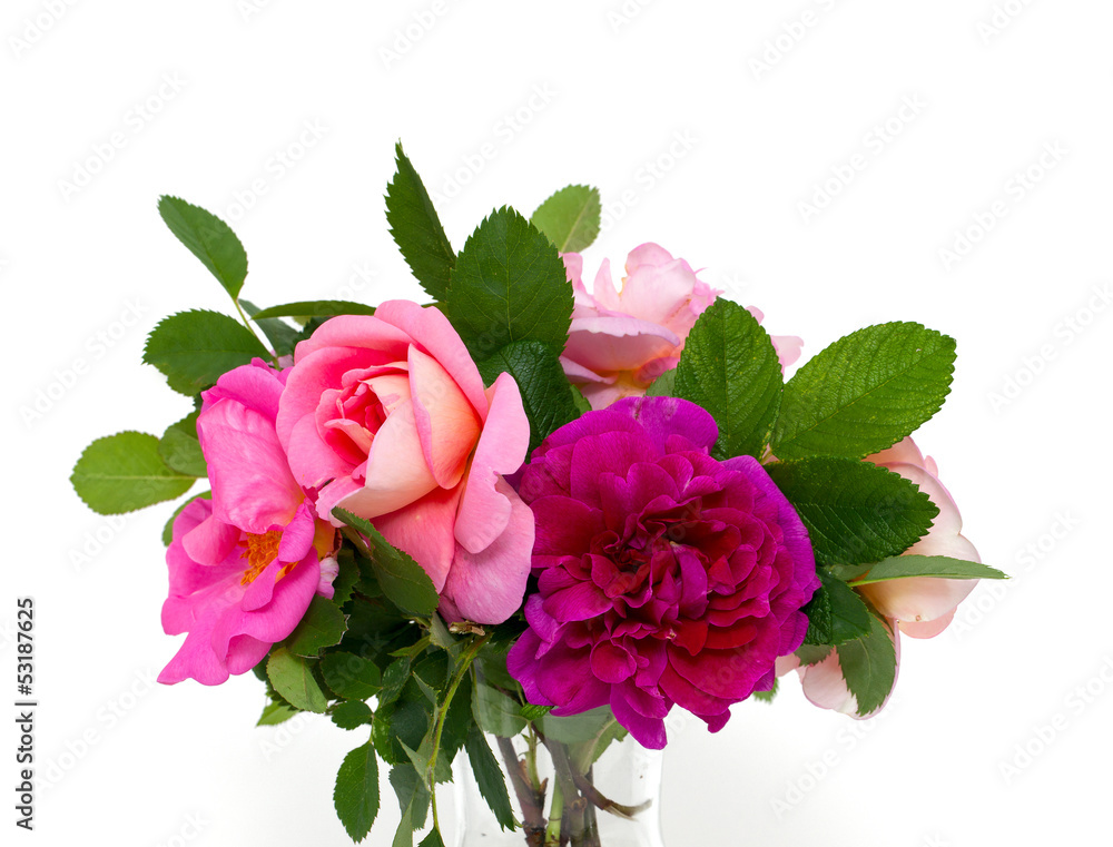 beautiful roses in a glass vase