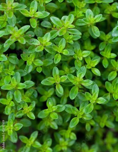 thyme background