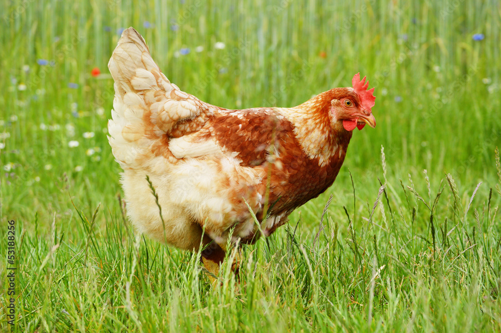 Fototapeta premium Brown chicken in grass