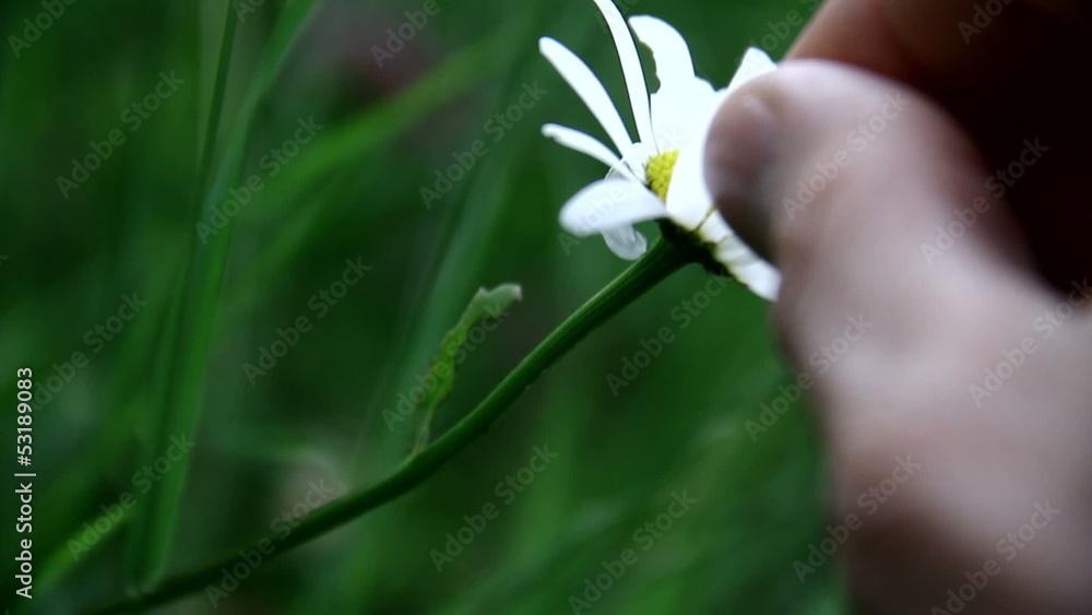 In love or not? Taking daisy petals. In love or not? Taking daisy petals.