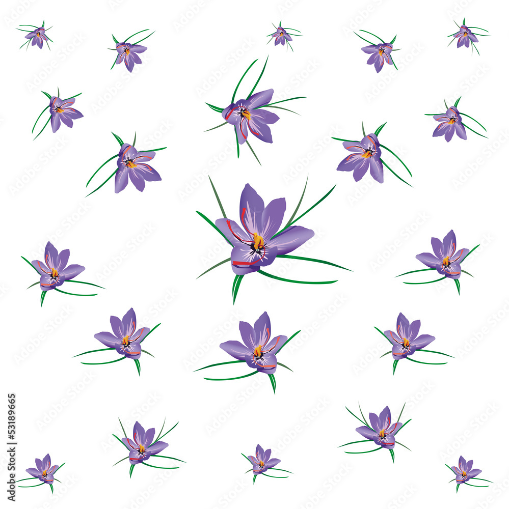 fiori di zafferano volanti fiori di zafferano volanti