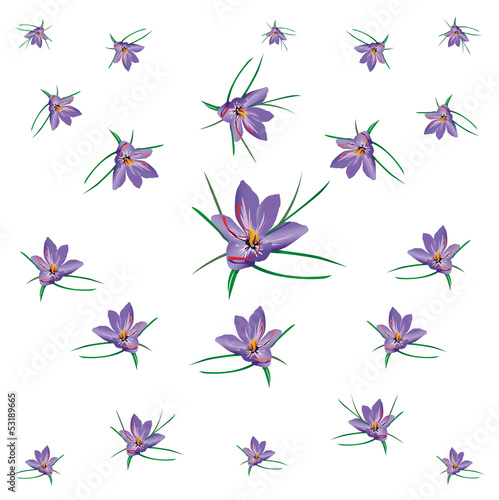 fiori di zafferano volanti