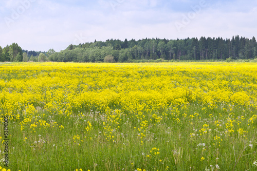 field with yellow flowers © sergeevspb
