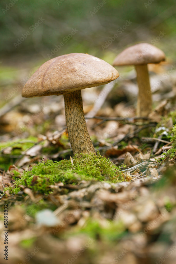 brown cap boletus in a forest scene brown cap boletus in a forest scene