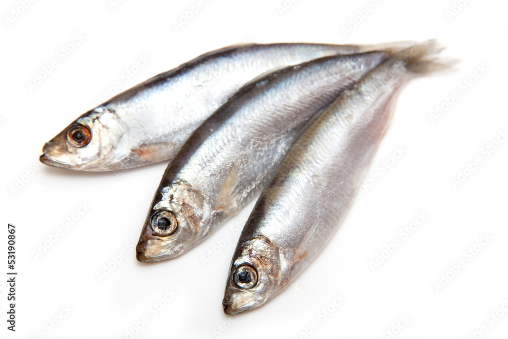 Sprats a small oily fish isolated on a white background Sprats a small oily fish isolated on a white background