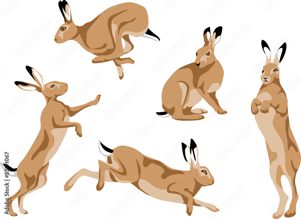 Fototapeta premium hares