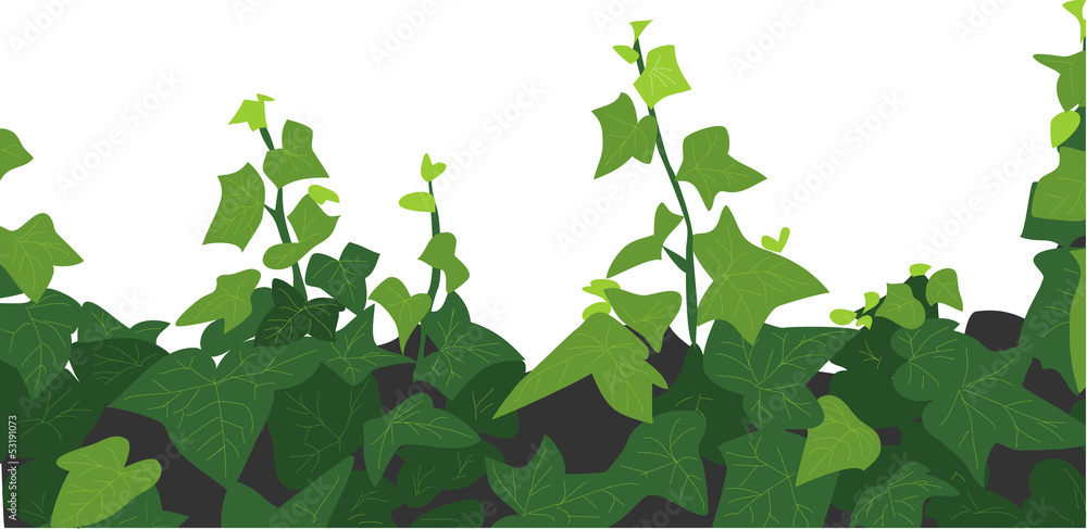 Obraz premium ivy