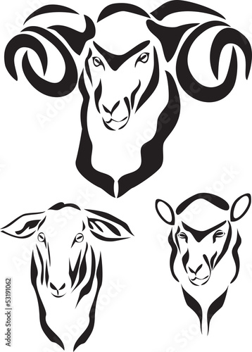 sheep