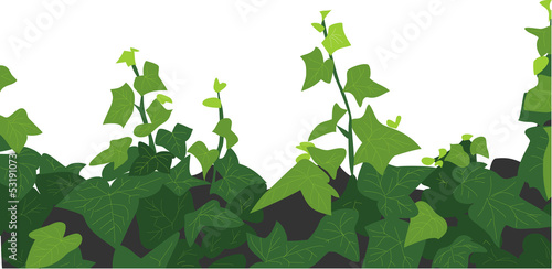ivy