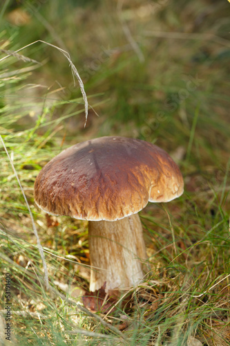 cep mushroom in a forest scene