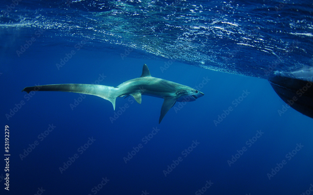 Fototapeta premium thresher shark swimming in ocean underwater